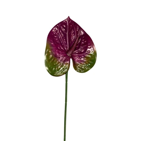 Anthurium Violet & Vert