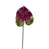 Anthurium Violet & Vert