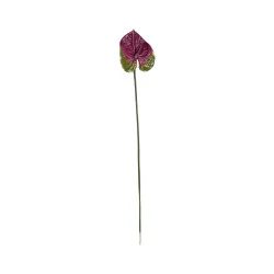 Anthurium Violet & Vert