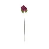 Anthurium Violet & Vert