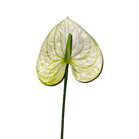 Anthurium Blanc & Vert