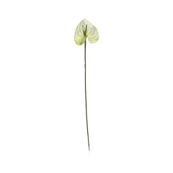 Anthurium Blanc & Vert