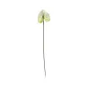 Anthurium Blanc & Vert
