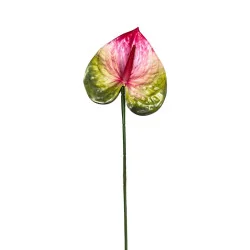 Anthurium Rouge & Vert