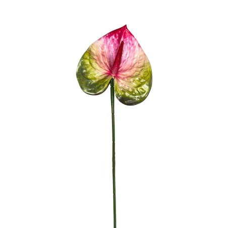 Anthurium Rouge & Vert