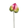 Anthurium Rouge & Vert