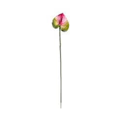 Anthurium Rouge & Vert