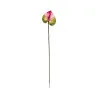 Anthurium Rouge & Vert