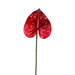 Anthurium Rouge