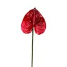 Anthurium Rouge