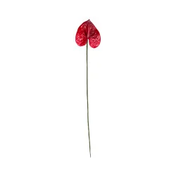 Anthurium Rouge