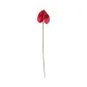 Anthurium Rouge