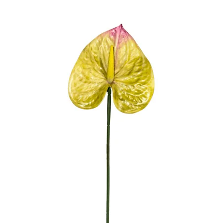 Anthurium Jaune & Rose