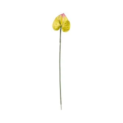 Anthurium Jaune & Rose