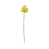 Anthurium Jaune & Rose
