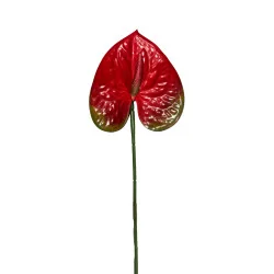 Anthurium Rouge & Vert