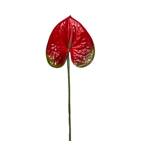 Anthurium Rouge & Vert