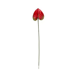 Anthurium Rouge & Vert