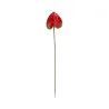 Anthurium Rouge & Vert