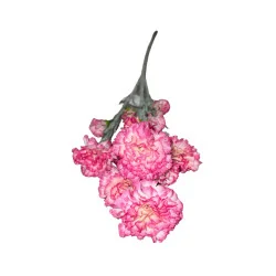 Tige d’Œillet Artificiel Rose et Blanc