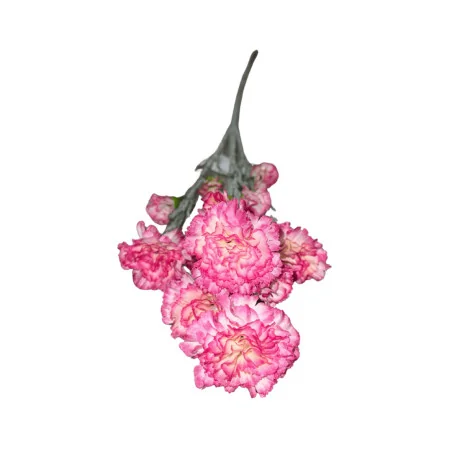 Tige d’Œillet Artificiel Rose et Blanc