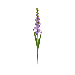 Glaïeul Artificiel Mauve