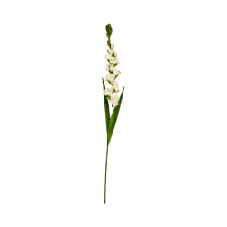 Glaïeul Artificiel Beige