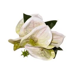 Bouquet d’anthuriums Blanc & Vert