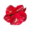 Bouquet d’anthuriums Rouge