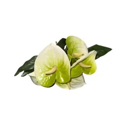 Bouquet d’anthuriums Vert Clair