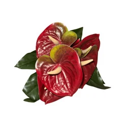 Bouquet d’anthuriums Rouge bordeaux