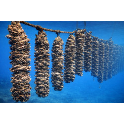 Station de Collectage pour Nacres – Corde 14mm avec Collecteurs 80cm