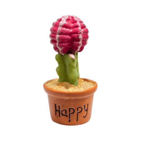 Mini Cactus “Happy” en Pot