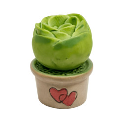 Mini Succulente Cœurs en Pot