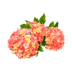 Branche hortensia orange artificiel 3 têtes