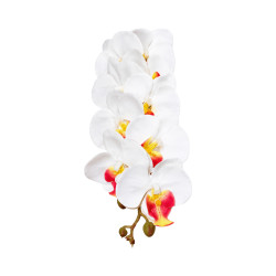 Orchidée Phalaenopsis blanc cœur rouge-jaune 9 fleurs