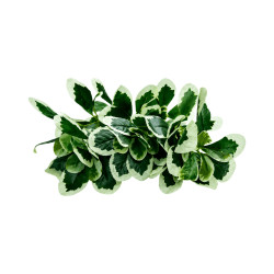 Feuillage Ficus panaché en branche artificiel