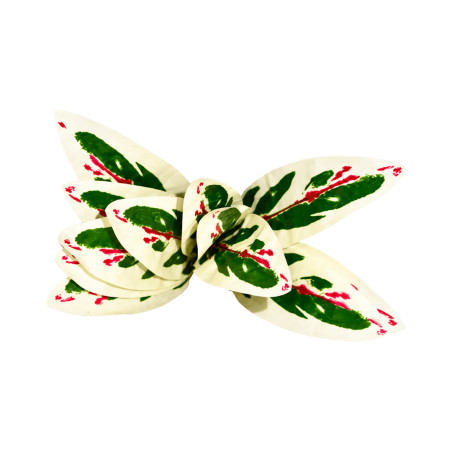 Feuillage ape panaché blanc rouge