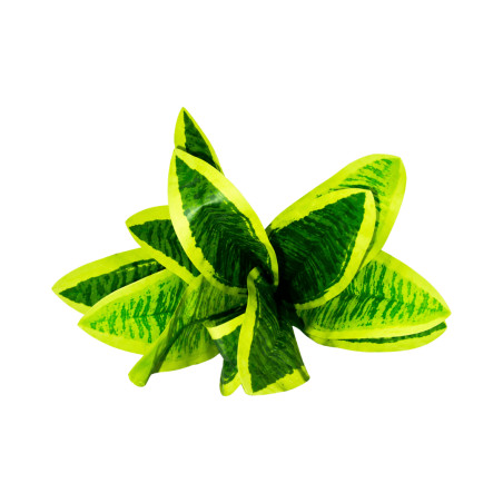 Feuillage ape panaché vert jaune