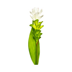 Fleur broméliacée blanche artificielle