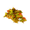 W005 - Feuillage en Branche Automnal