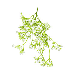 P04 - Gypsophile Artificielle Blanche