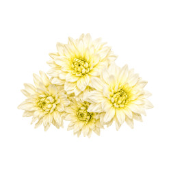 Bouquet Chrys-Dahlia Artificiel Blanc