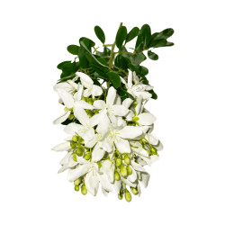 Tige Fleur Blanche Artificielle