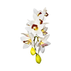 Cymbidium Blanc Cœur Marron
