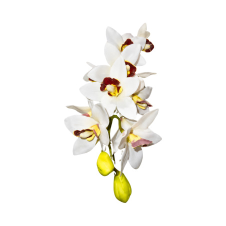 Cymbidium Blanc Cœur Marron