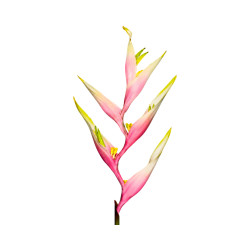Oiseau de Paradis Rose Blanc Artificiel