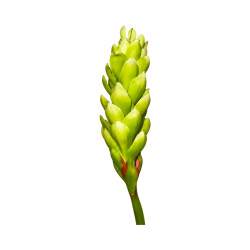 Opuhi Vert Artificiel