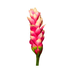Opuhi Rose Artificiel