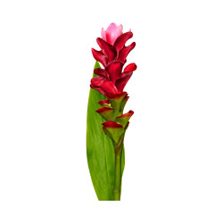 Bromélia Rouge Artificiel